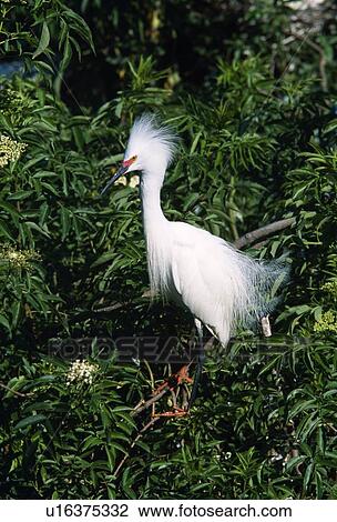 Stock Image - Snowy egret. Fotosearch