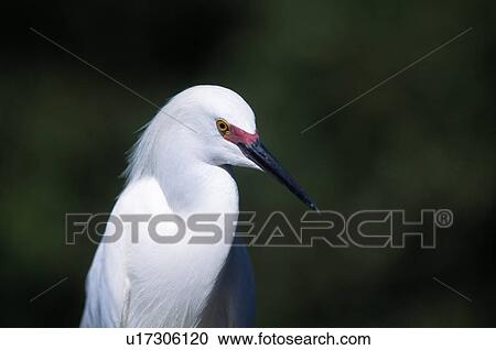 Stock Image - Snowy egret. Fotosearch