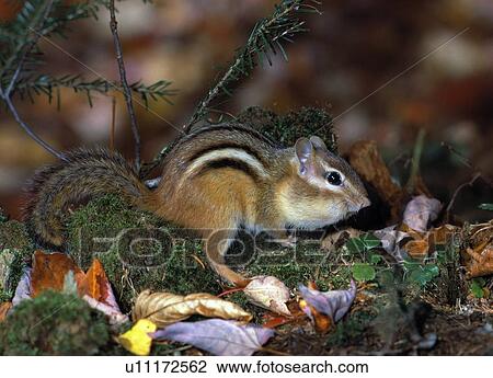 Squirrel in the wild View Large Photo Image Stock Image - Squirrel in the wild. Fotosearch