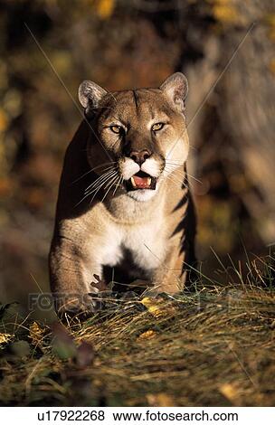 Stock Photo - Stalking mountain lion. Fotosearch
