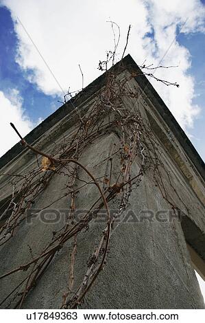 Stone Column and vine View Large Photo Image Stock Image - Stone Column and vine. Fotosearch