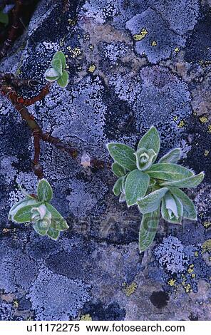 Stock Photography - Stone covered in Lichen. Fotosearch