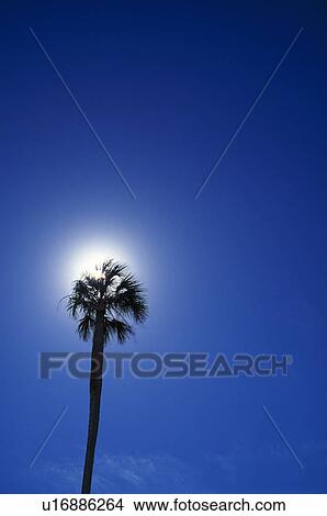 Picture - Sun behind palm tree with a blue sky. Fotosearch