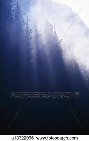 Sun rays through pine forest, Princess Royal Island View Large Photo Image Stock Photograph - Sun rays through pine forest, Princess Royal Island. Fotosearch