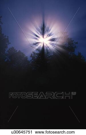 Sunburst through forest View Large Photo Image Stock Image - Sunburst through forest. Fotosearch