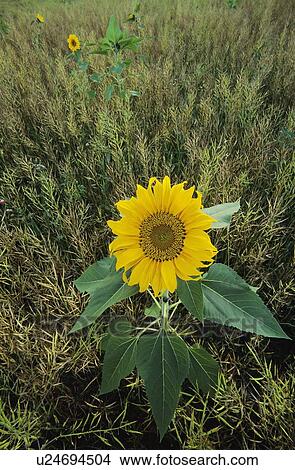 Picture - Sunflowers in field. Fotosearch