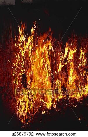Stock Image - Tall grass burning. Fotosearch