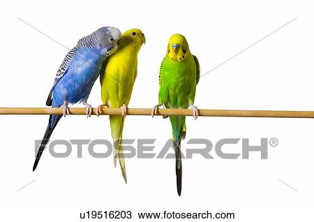 Stock Image - Three budgies on perch. Fotosearch