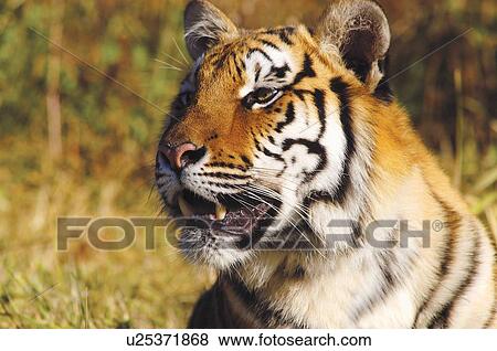 Stock Photo - Tiger head shot. Fotosearch