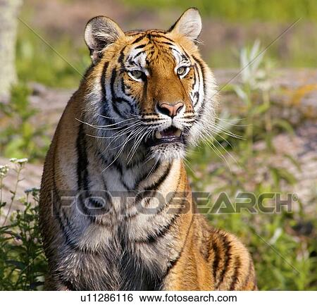 Tiger watching View Large Photo Image Stock Photograph - Tiger watching. Fotosearch