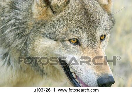 Timber wolf View Large Photo Image Stock Image - Timber wolf. Fotosearch