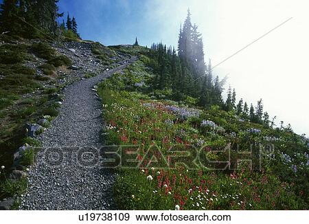 Stock Photo - Trail in fog at Mount Rainier. Fotosearch