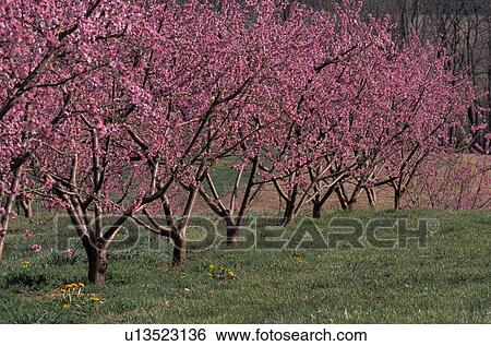Stock Photograph - Tree blossoms. Fotosearch