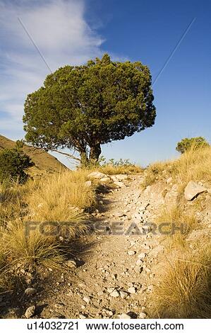 Tree on hill side View Large Photo Image Stock Image - Tree on hill side. Fotosearch