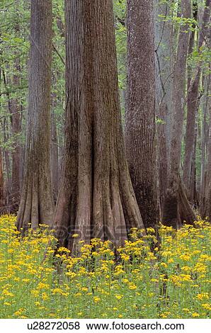 Stock Photo - Tree trunks with yellow flowers. Fotosearch