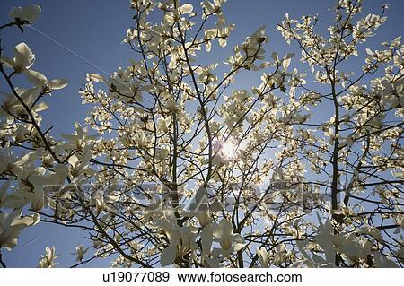 Stock Photo - Tree with abundant blossoms. Fotosearch