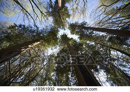 Stock Image - Trees from low angle. Fotosearch