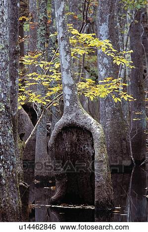 Trees in a swamp View Large Photo Image Stock Photograph - Trees in a swamp. Fotosearch