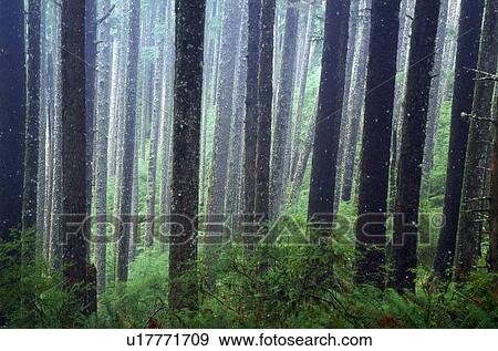 Trees in fog View Large Photo Image Stock Photo - Trees in fog. Fotosearch