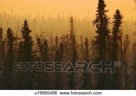 Stock Photograph - Trees in smog. Fotosearch