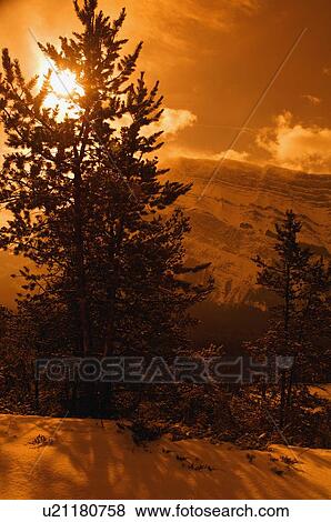 Stock Photo - Trees on a mountain. Fotosearch