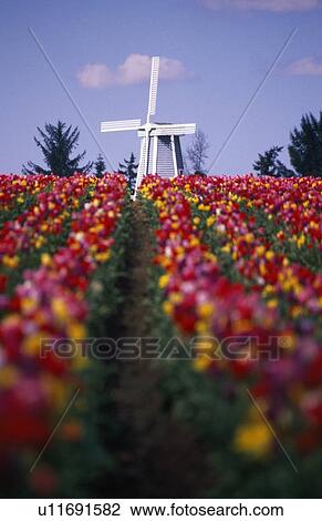 Stock Image - Tulip field and windmill. Fotosearch