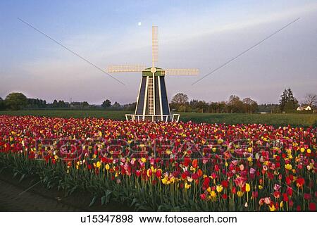 Tulip field and windmill View Large Photo Image Stock Photo - Tulip field and windmill. Fotosearch