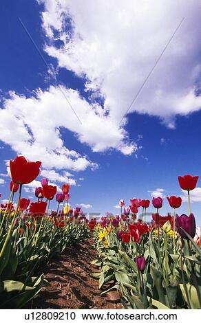 Stock Image - Tulip field. Fotosearch