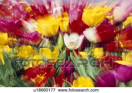 Tulip field with zoom blur View Large Photo Image Stock Photo - Tulip field with zoom blur. Fotosearch
