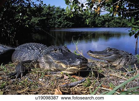 Stock Photo - Two american alligators. Fotosearch