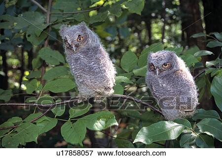 Stock Photo - Two fledgling screech owls. Fotosearch