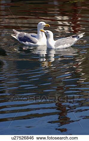 Stock Photograph - Two seagulls together. Fotosearch