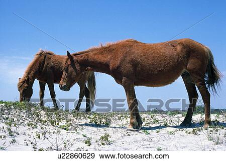 Stock Photo - Two wild Chincoteague Ponies. Fotosearch