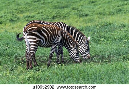Stock Image - Two zebras grazing. Fotosearch