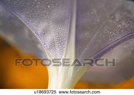 Stock Photography - Underside of flower blossom with dew. Fotosearch