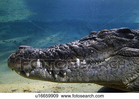 Stock Photo - Underwater profile of a saltwater crocodile. Fotosearch