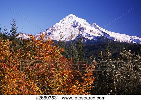Stock Image - Vine maples and Mt. Hood at Lolo Pass in autumn. Fotosearch