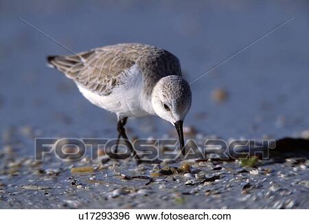 Wading bird feeding View Large Photo Image Stock Photograph - Wading bird feeding. Fotosearch