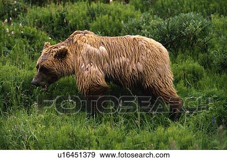 Stock Photo - Wet grizzly bear. Fotosearch