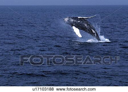 Whale jumping View Large Photo Image Stock Photo - Whale jumping. Fotosearch
