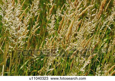 Wheat View Large Photo Image Stock Image - Wheat. Fotosearch