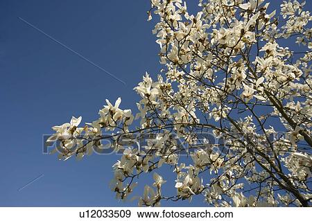 Stock Photo - White blossoms. Fotosearch
