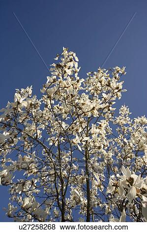 White blossoms View Large Photo Image Stock Photo - White blossoms. Fotosearch