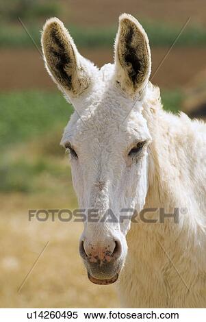 Stock Photography - White Donkey. Fotosearch