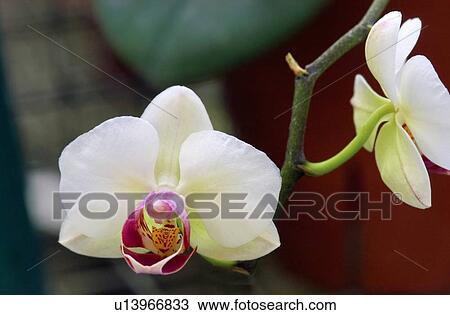 Stock Image - White Orchids . Fotosearch
