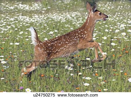 Stock Photography - White tailed deer fawn in field of spring flowers. Fotosearch