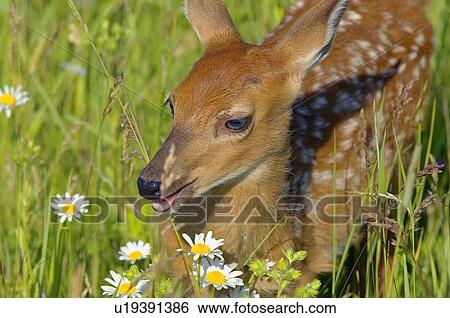 Stock Photograph - White tailed deer fawn in flowers. Fotosearch