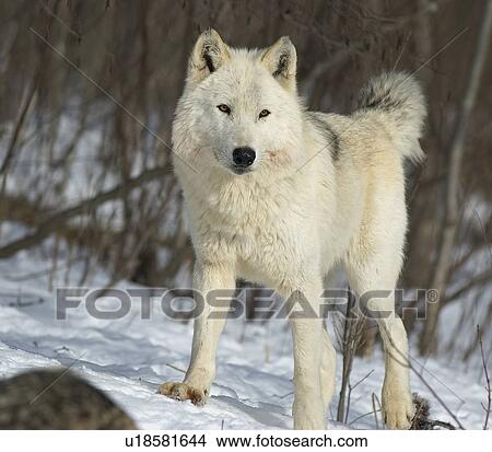 White Timber Wolf View Large Photo Image Picture - White Timber Wolf. Fotosearch