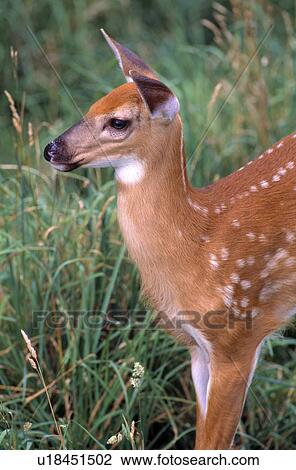 Whitetail deer fawn View Large Photo Image Stock Image - Whitetail deer fawn. Fotosearch