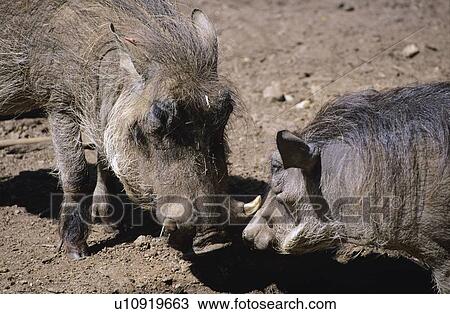 Wild boars View Large Photo Image Stock Image - Wild boars. Fotosearch